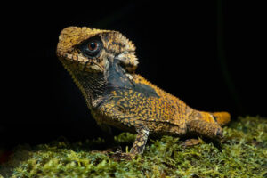 Casa Balae Blog herpetologia 1