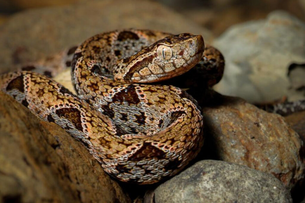 Casa Balae Blog herpetologia 2