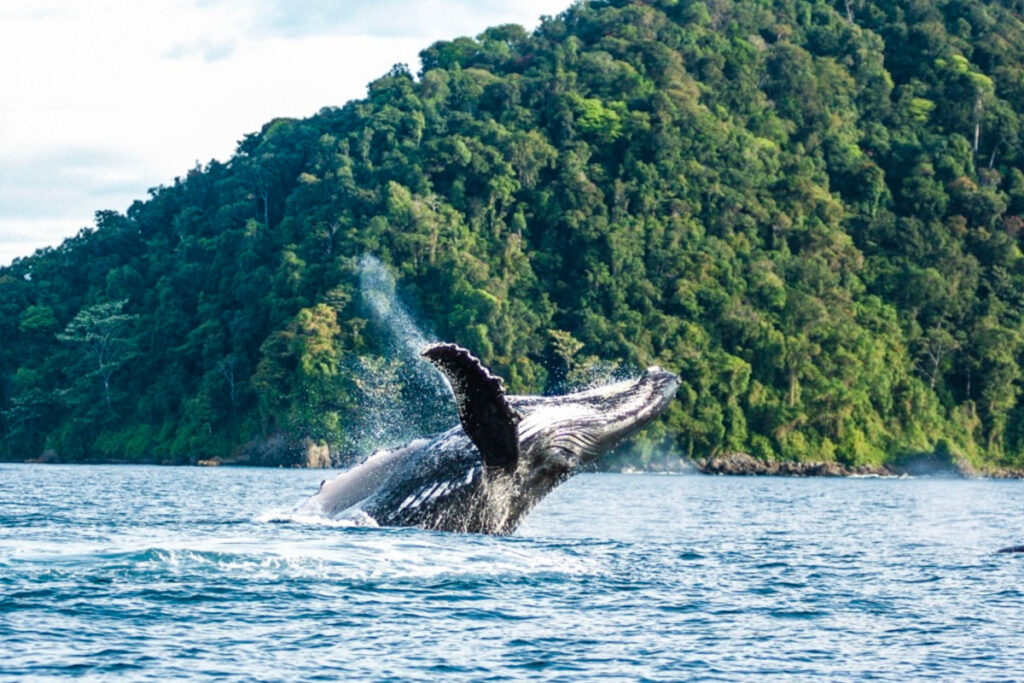 Casa Balae Blog avistamiento de ballenas 2